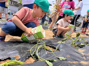 さつまいもの苗植えをしました