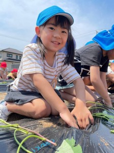 さつまいもの苗植えをしました