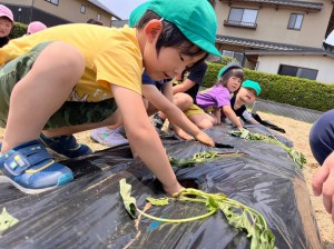 さつまいもの苗植えをしました