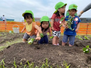 さつまいもの苗植えをしました（１歳児もも組、２歳児たんぽぽ組）