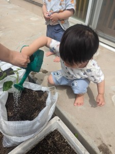 さつまいもの苗植えをしました（１歳児もも組、２歳児たんぽぽ組）