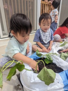 さつまいもの苗植えをしました（１歳児もも組、２歳児たんぽぽ組）