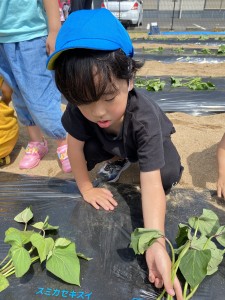 さつまいもの苗植えをしました（３・４・５歳児）