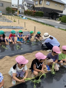 さつまいもの苗植えをしました（３・４・５歳児）