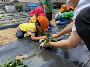 さつまいもの苗植えをしました（３・４・５歳児）