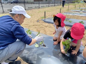 さつまいもの苗植えをしました（３・４・５歳児）