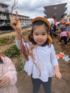 さつまいも掘りをしました