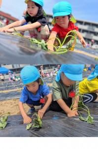 さつまいもの苗植えをしたよ🍠（３.４.５歳児）