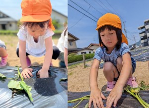 さつまいもの苗植えをしたよ🍠（３.４.５歳児）