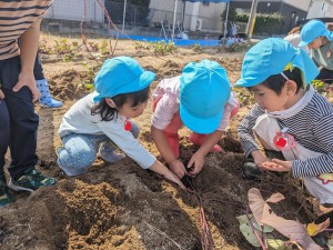 さつまいも掘りをしたよ🍠（３.４.５歳児）