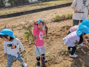 さつまいも掘りをしたよ🍠（３.４.５歳児）