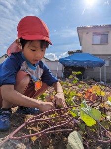 さつまいも掘りをしたよ🍠（３.４.５歳児）