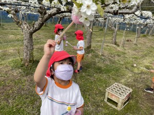 梨の花粉付け体験に行きました！