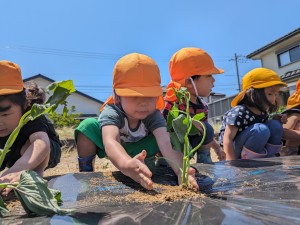 さつまいもの苗植えをしたよ🍠（３.４.５歳児）