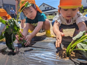 さつまいもの苗植えをしたよ🍠（３.４.５歳児）