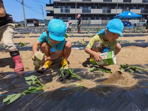 さつまいもの苗植えをしたよ🍠（３.４.５歳児）