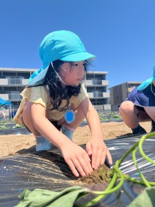 さつまいもの苗植えをしたよ🍠（３.４.５歳児）