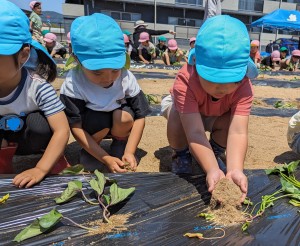 さつまいもの苗植えをしたよ🍠（３.４.５歳児）