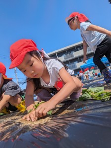 さつまいもの苗植えをしたよ🍠（３.４.５歳児）