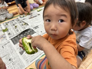 ピーマンの種取りしました♪（2歳児たんぽぽぐみ）