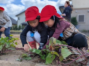 さつまいも掘りをしたよ🍠（３・４・５歳児）
